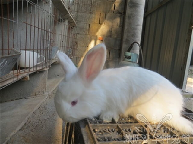 減少兔飼料浪費的方法有哪些？