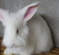 長毛兔冬季增毛高產管理措施