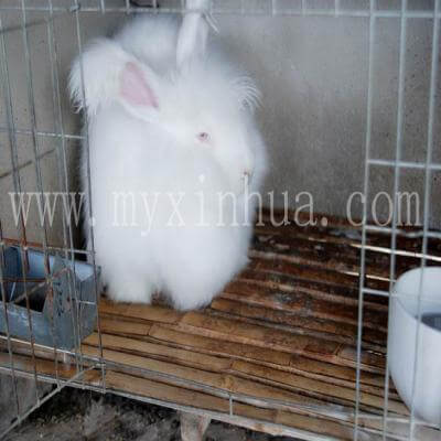 一個(gè)月幼兔可以喝水嗎？