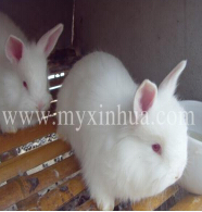 長毛兔的養殖技術的三種觀察事項