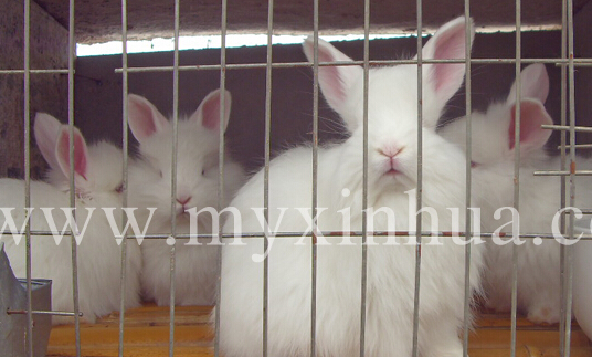 長毛兔應該如何科學養殖?
