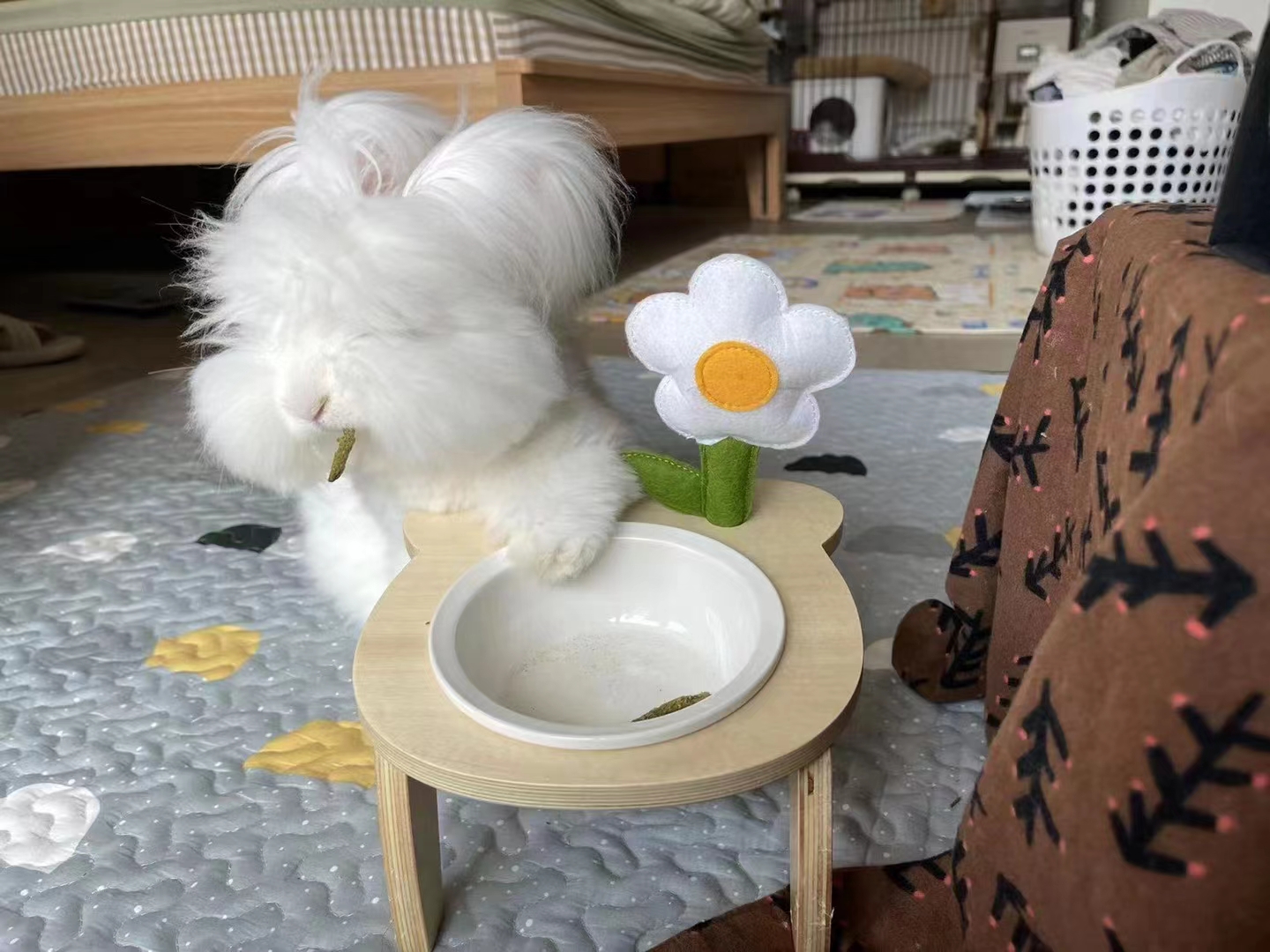 長毛兔養法糾結？散養、籠養還是混合養？一文說清不踩