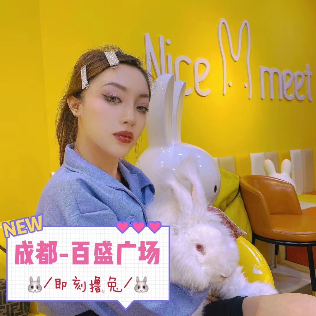 新手養長毛兔必看：老農私傳 7 大忌諱，踩一個就虧大了