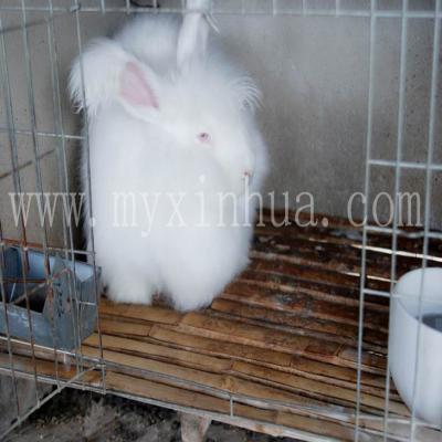 長(zhǎng)毛兔的飼養(yǎng)管理上的環(huán)境控制要點(diǎn)！