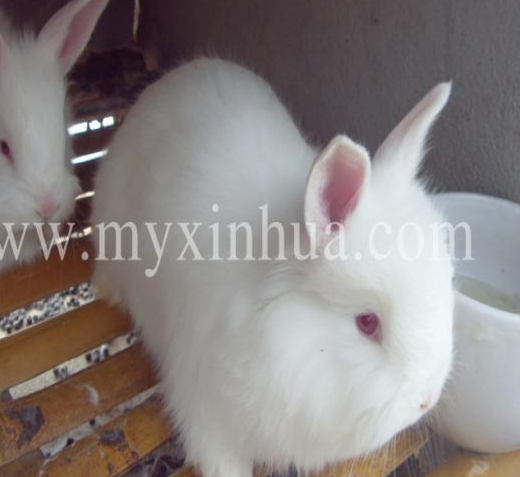 如何繁殖長(zhǎng)毛兔？ 你要注意什么