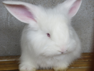 長毛兔出現拉稀現象是什么原因？